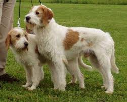 Istarski Ostrodlaki Gonic